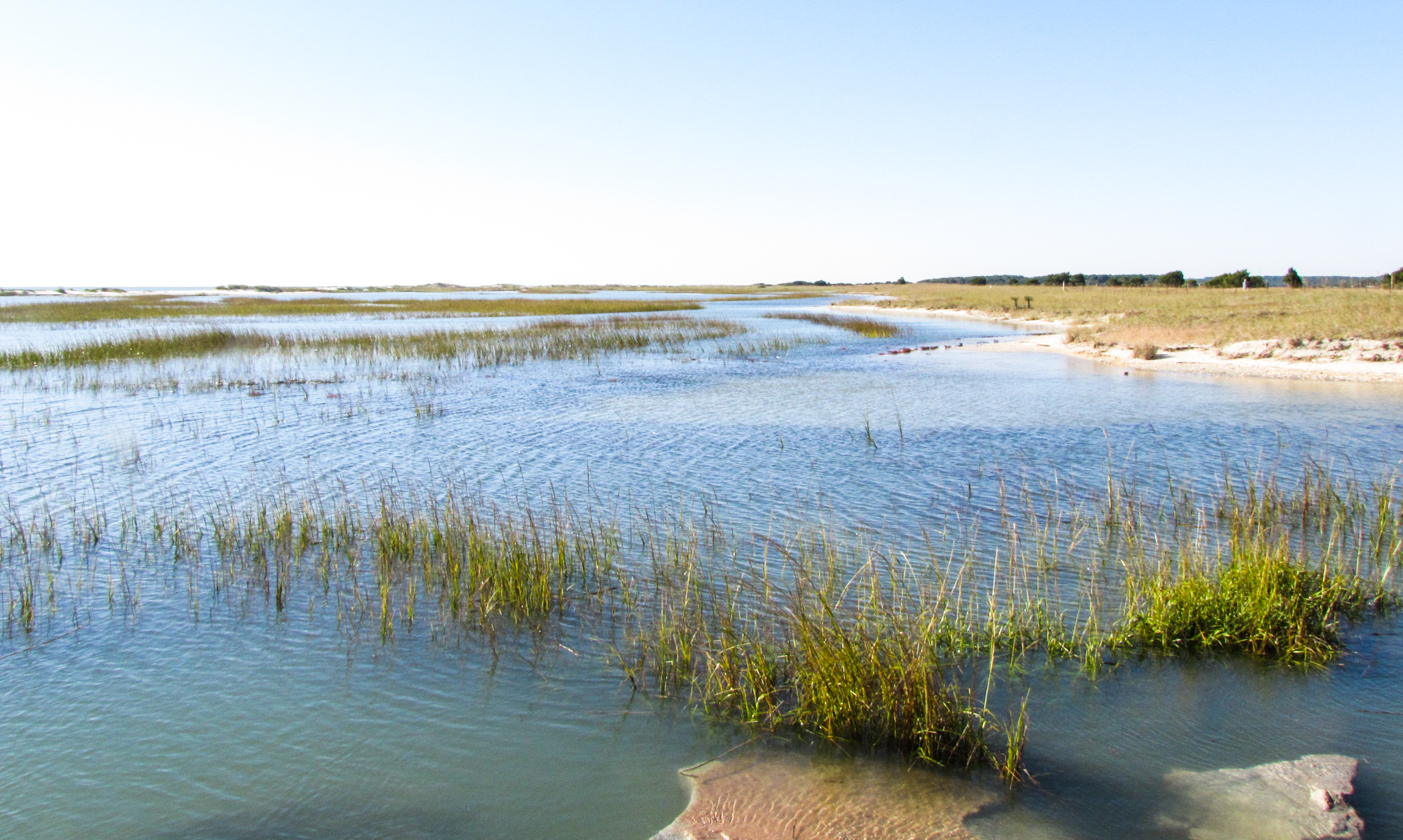 birding in the wetlands